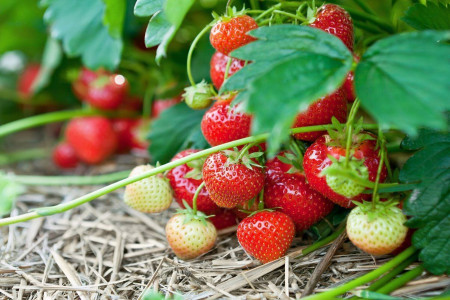 Кусты клубники полностью покроются ягодами: хитрые садоводы используют в мае эту подкормку — эффективность заметна сразу