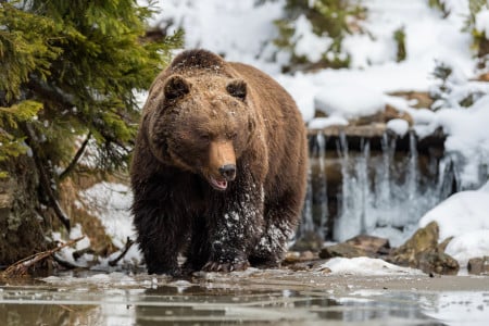 Медвежьи следы заметили в Мурманской области — северян просят быть бдительными