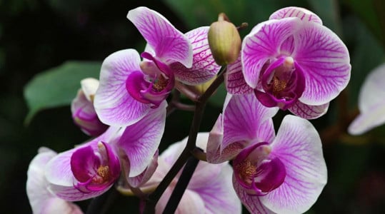 Ленивая орхидея начнёт выпускать по цветку в день: смажьте растение этим продуктом для особой бутонизации — гениальная хитрость