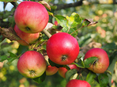 Электрошок для яблони и груши: в мае подключите дерево к розетке — спасет урожай от червивости и гнили