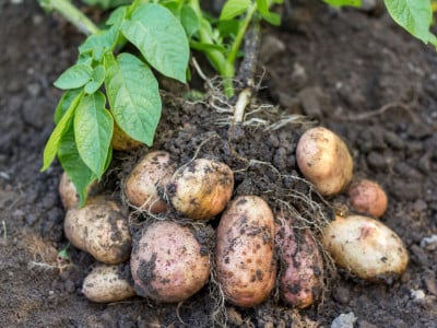 Полные лунки отборного картофеля: этот способ выращивания принесёт двойную пользу — урожай корнеплода и не только