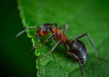 Опрыскиваю грядки этим раствором и проблем не знаю: вмиг избавиться от муравьёв можно только так — вредители сразу сбегут к соседям