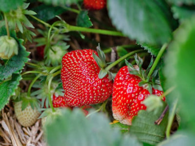 Клубника отблагодарит обилием ягод: обязательно сделайте это с кустами в мае — советы опытного садовода