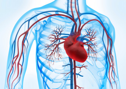 Снижает риск развития болезней сердца до минимума: выручить организм поможет этот напиток — эффективность доказана учёными