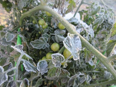 Рассада помидоров вмиг восстановится: после возвратных заморозков воспользуйтесь этим раствором — спасёте даже безнадёжные растения